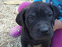  cane corso nero focato